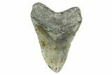 Serrated, Fossil Megalodon Tooth - Huge NC Meg #308471-2